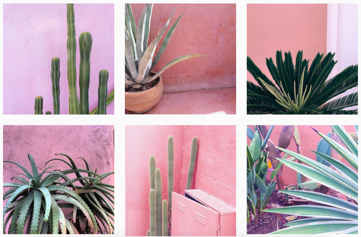 Plants on Pink Instagram @plantsonpink